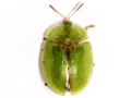 Cassida rubiginosa